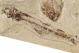 Cretaceous Fish (Diplomystus & Charitosomus) Fossils - Lebanon #200280-2